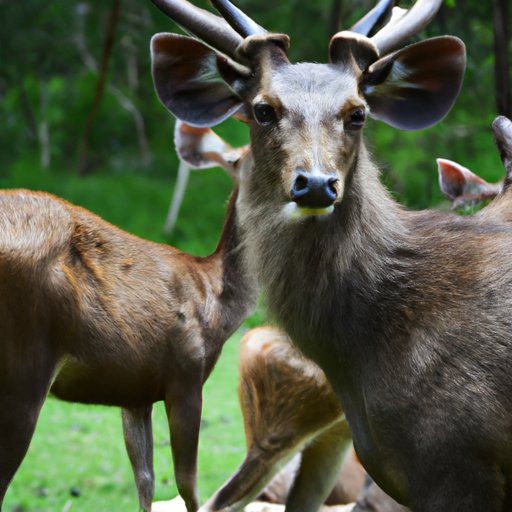 How Many Deer Are in the World? Exploring Global Population Dynamics