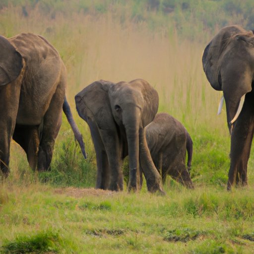 How Many Elephants are Left in the World? An Exploration of the Global Elephant Population