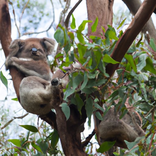 How Many Koalas are Left in the World? An Exploration of Koala Populations and Conservation Efforts
