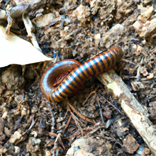 How Many Millipedes Are There in the World? Exploring Their Global Distribution and Population
