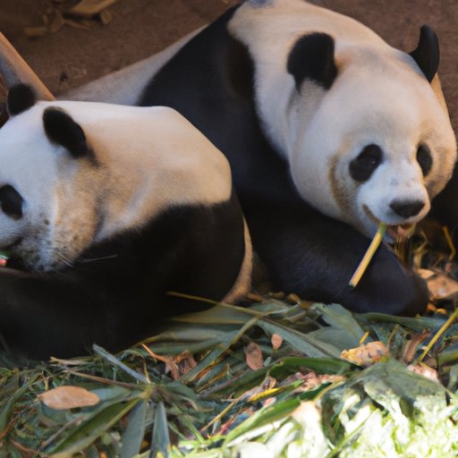 How Many Pandas Are in the World? Exploring the Endangered Species and Conservation Strategies