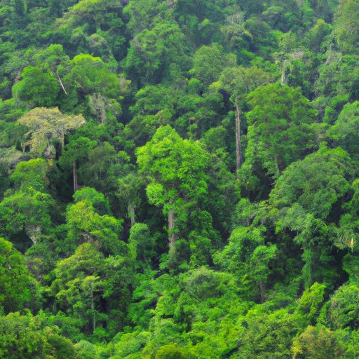Rainforests Around the World: How Many Are Left and What Can We Do?