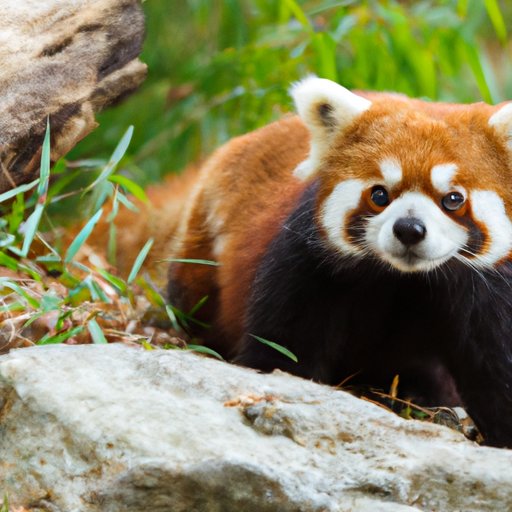 How Many Red Pandas Are Left in the World? Understanding Their Plight