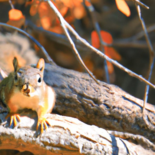 Exploring the Global Squirrel Population: A Comprehensive Overview