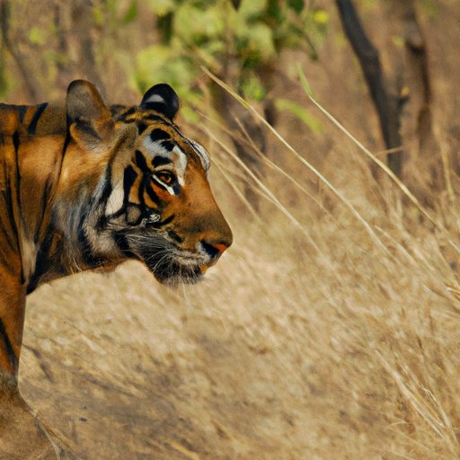 How Many Tigers Are Left in the World? An Overview of Current Population Estimates and Conservation Efforts
