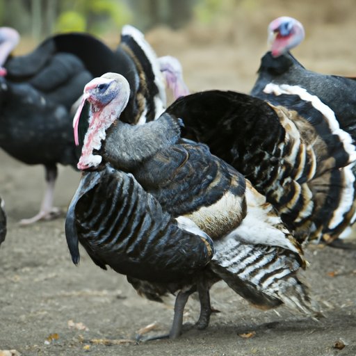 Exploring the Global Turkey Population: Wild and Domestic Numbers, Conservation Efforts, and Health Concerns