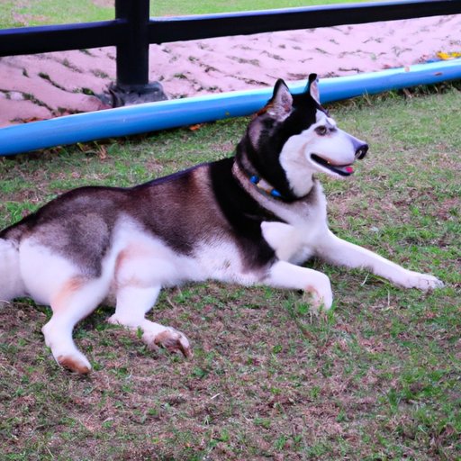 How Much Exercise Does a Husky Need? A Comprehensive Guide to Exercise Requirements for Your Furry Friend