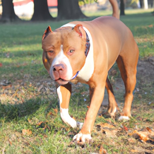 How Much Exercise Does a Pitbull Need? Benefits and Tips for Creating an Appropriate Exercise Plan