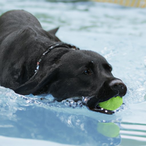 How Much Exercise Does My Dog Need? A Guide to Proper Exercise for Canines