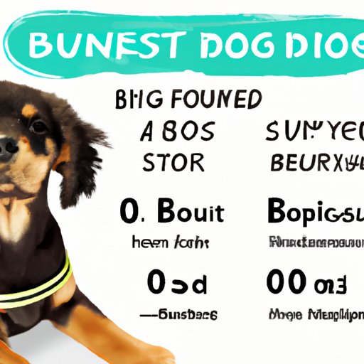 How Much Does It Cost to Board a Dog? Exploring Different Types of Services and Prices