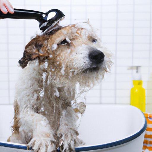 How Often Should You Give a Dog a Bath? – Exploring Pros and Cons