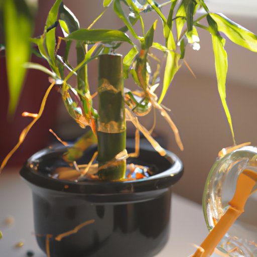 Caring for a Bamboo Plant: Sunlight, Watering, Pruning & More