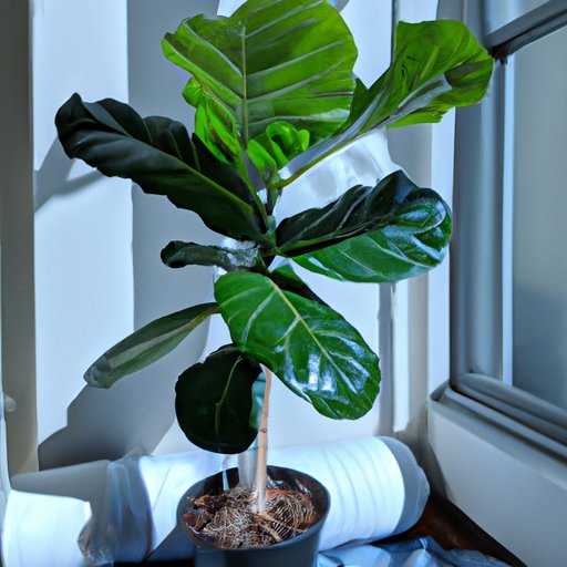How to Care for a Fiddle Leaf Fig: Adequate Sunlight, Watering, Pruning and More