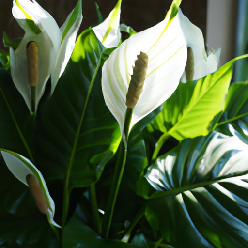 How to Care for a Peace Lily Indoors: A Step-by-Step Guide