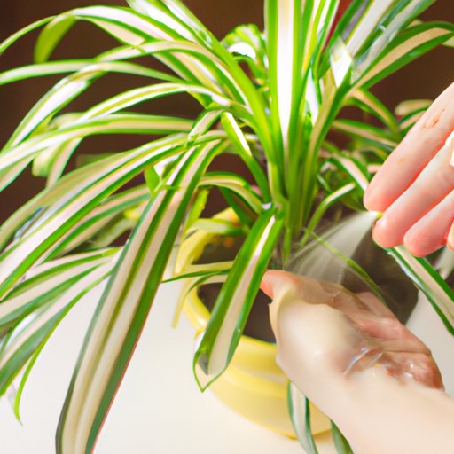 How to Care for a Spider Plant: Bright Light, Regular Watering & Pruning