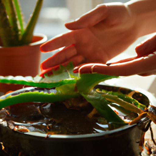 Caring for an Aloe Vera Plant: The Ultimate Guide