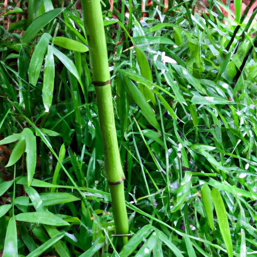 Caring for Bamboo Plants: Tips for Watering, Light, Humidity, Fertilizing and Pruning