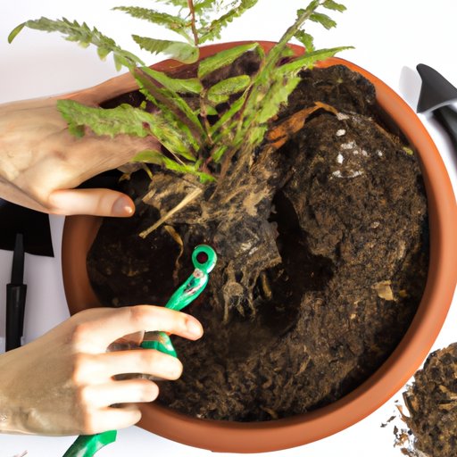 Caring for Ferns: How to Nurture Your Plant for Optimal Health and Growth