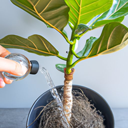 How to Care for a Fiddle Leaf Fig: Water, Sunlight, and More
