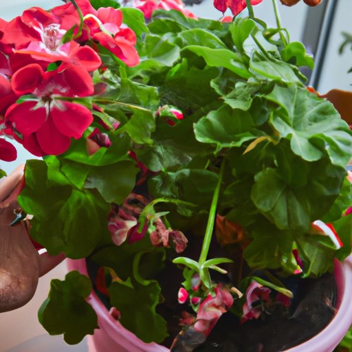 Caring for Geraniums: How to Ensure Optimal Growth and Health