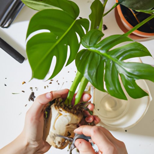 How to Care for Monstera: Planting, Light, Water, and Pruning Tips