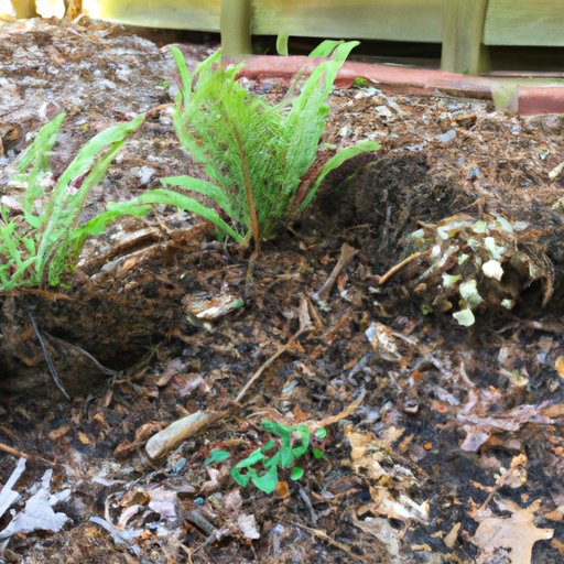 Caring for Outdoor Ferns: Tips to Keep Your Plants Healthy and Vibrant