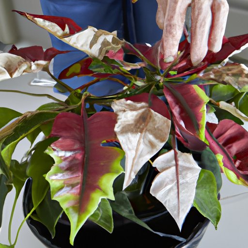How to Care for Poinsettia: Providing Adequate Light and Temperature, Watering Regularly, Pruning and Pinching, Checking for Pests