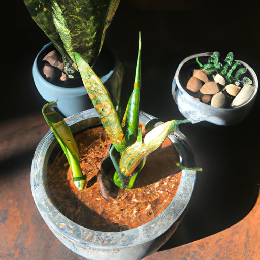 Caring for Snake Plant Indoors: Tips for Choosing the Right Pot, Soil, and Location