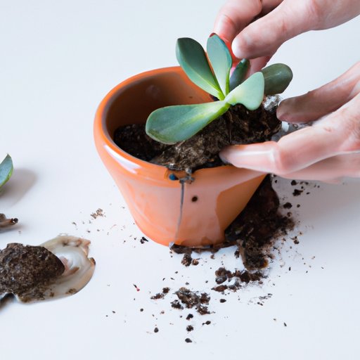How to Care for Succulents Indoors: A Complete Guide