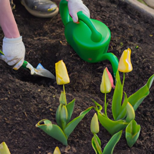 How to Care for Tulips: Planting, Watering, Fertilizing and Pruning