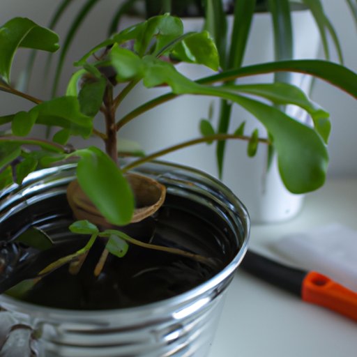 Getting Rid of Gnats in Indoor Plants: A Comprehensive Guide
