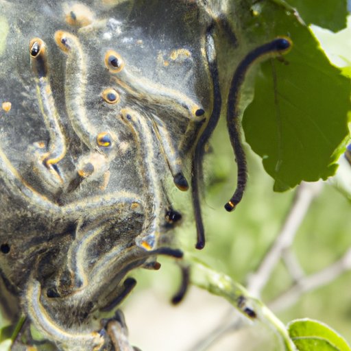 Getting Rid of Tent Caterpillars: Effective Strategies and Tips