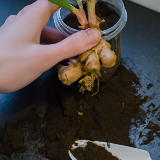 Growing Ginger at Home: A Step-by-Step Guide
