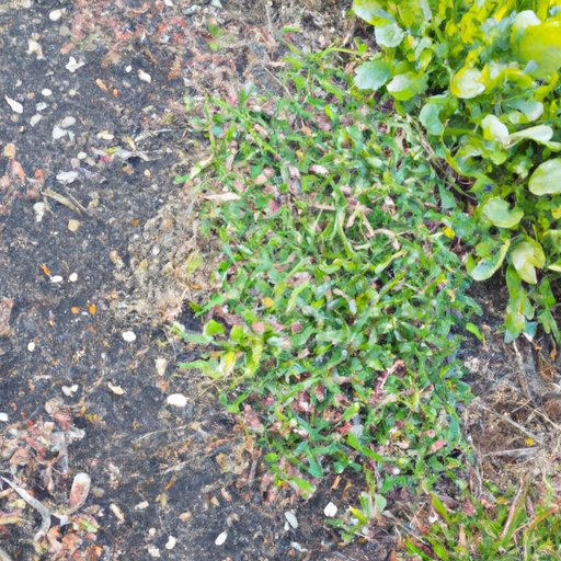 Keeping Weeds Out of Flower Beds: A Comprehensive Guide
