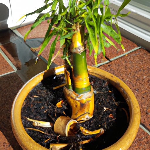 How to Care for a Bamboo Plant – A Comprehensive Guide
