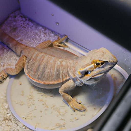 Caring for a Bearded Dragon: An Essential Guide