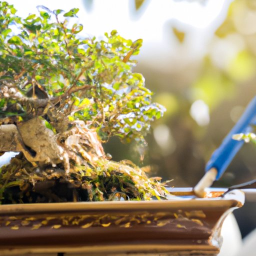 Taking Care of a Bonsai Tree – A Comprehensive Guide