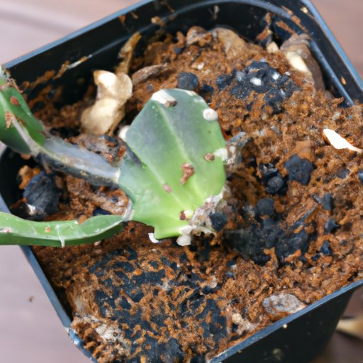 How to Take Care of a Cactus: Choose the Right Pot, Provide Sunlight, and Water Sparingly