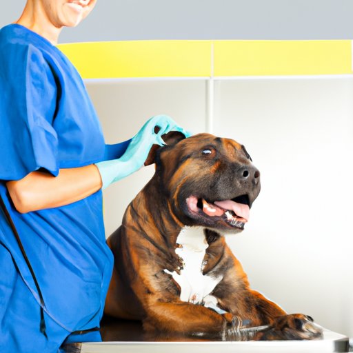How to Take Care of a Dog: Nutrition, Exercise, Vet Visits, Training and Safety