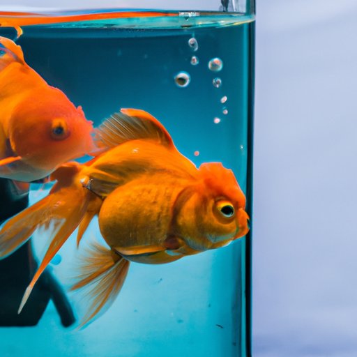 Taking Care of a Goldfish: Learn How to Create a Healthy Home for Your Fish