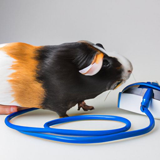 Taking Care of a Guinea Pig: Tips for Housing, Diet, Exercise, and More