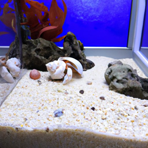 Caring for a Hermit Crab: Creating a Comfortable Habitat and Providing Proper Nutrition