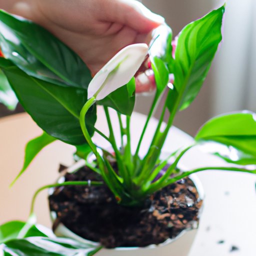 How to Care for a Peace Lily: Water, Fertilize and Prune for Healthy Growth