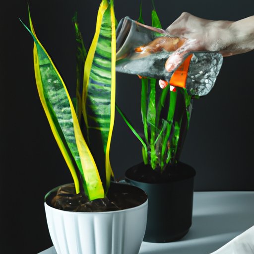 How to Care for a Snake Plant: Light, Watering, Soil, Pruning and Fertilizing