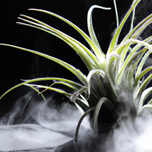 How to Take Care of Air Plants: Benefits of Bright Light, Regular Watering, Misting, Fertilizing and Rotating