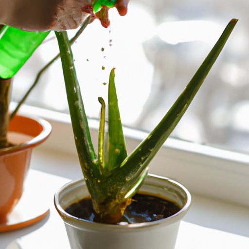 How To Take Care of an Aloe Plant
