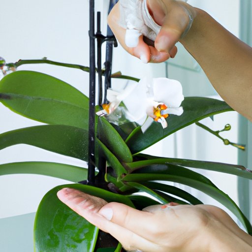 How to Take Care of an Orchid Indoors