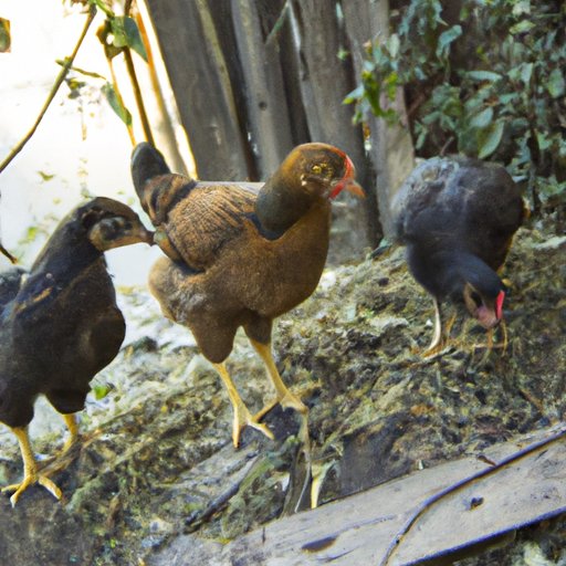 Caring for Chickens: A Guide to Creating a Secure and Nurturing Environment