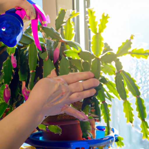 How to Take Care of Christmas Cactus: A Comprehensive Guide