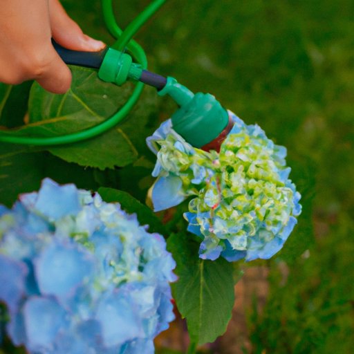 Taking Care of Hydrangeas: Tips for Planting, Watering, Fertilizing and Pruning